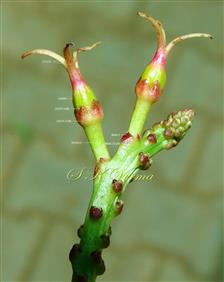  See Calyx in Female Flower